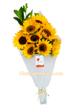 Hermoso ro de girasoles en San Borja